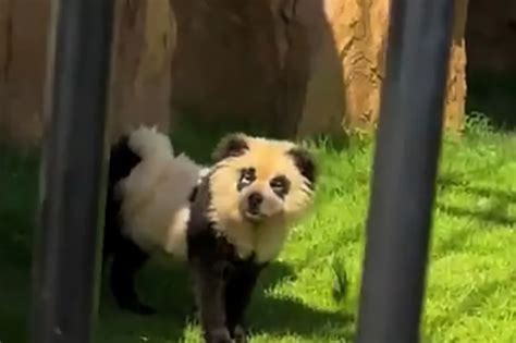 china admits pandas are painted dogs
